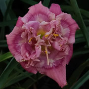 Devine Chaos Daylily